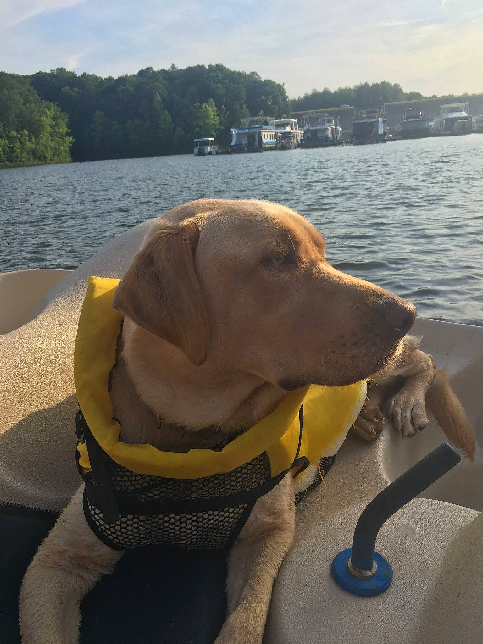 River Dudley Green is registered to the contest to win money with this photo: carnivore, cloud, collar, companion_dog, dog, dog_breed, dog_collar, dog_supply, fawn, lake, leisure, lifejacket, personal_protective_equipment, pet_supply, sky, snout, sporting_group, tree, water, working_animal