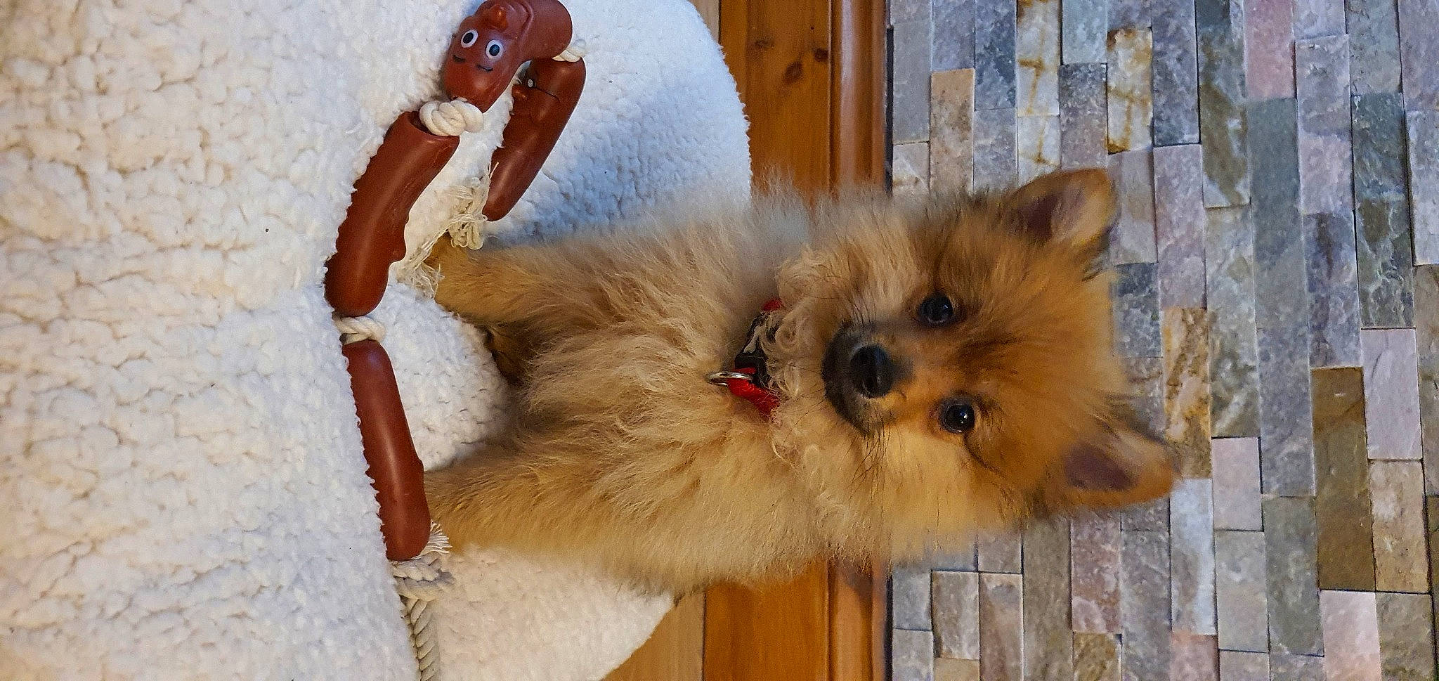 Jedi is registered to the contest to win money with this photo: canidae, carnivore, companion_dog, dog, dog_breed, fawn, fur, german_spitz, german_spitz_klein, liver, mammal, non_sporting_group, pomeranian, puppy, shih_tzu, spitz, sporting_group, toy_dog