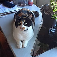 Calypso is registered to the contest to win money with this photo: cat, calico_cat, feline, pet, loaf_position, desk, table, potted_plant, plant, plant_pot, monitor, papers, documents, can, jar, smartphone, tail, white_fur, black_fur, green_eyes