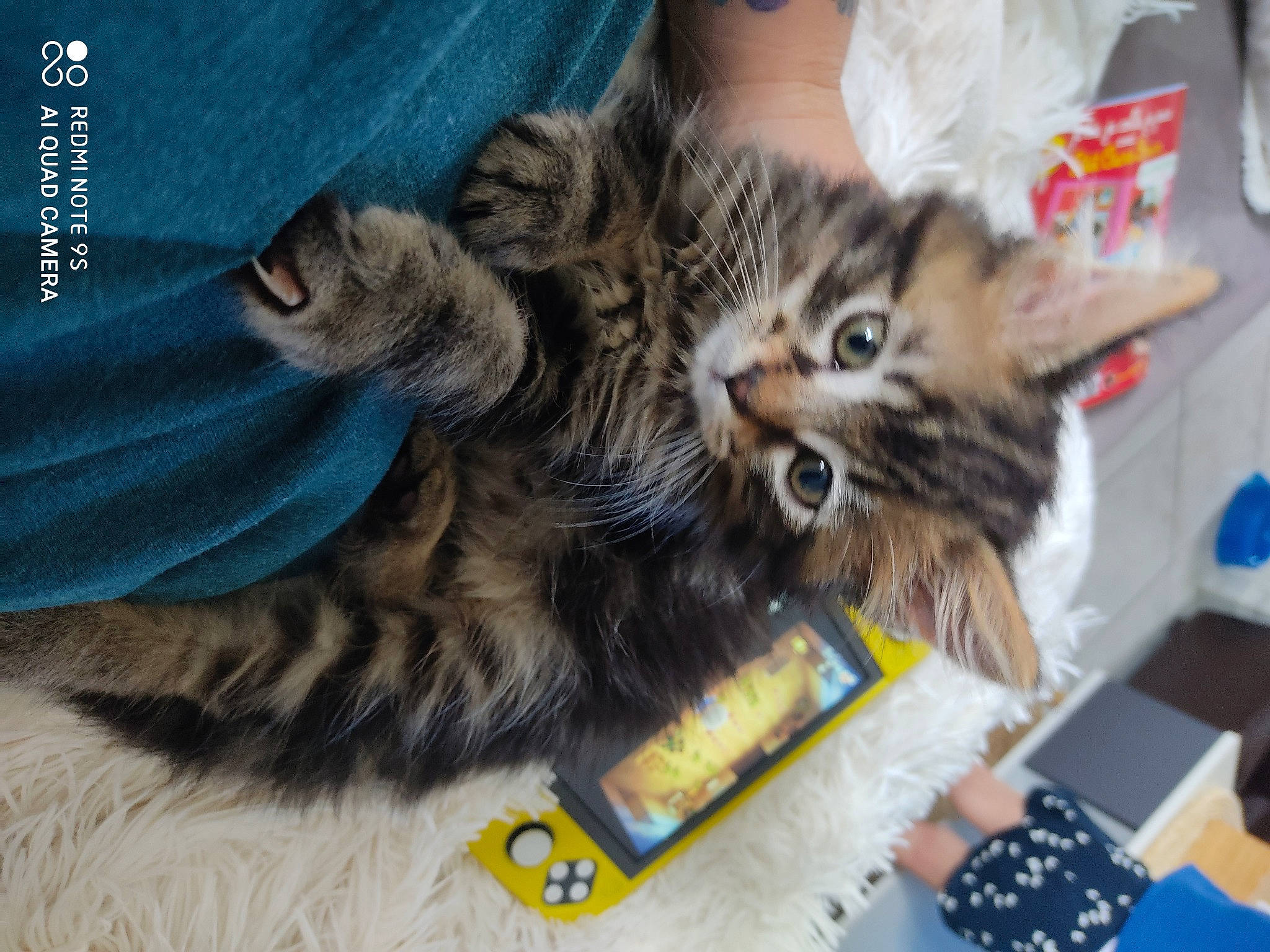 Rasta participe au concours pour gagner de l'argent avec cette photo : american_curl, american_shorthair, asian, carnivore, cat, domestic_short_haired_cat, dragon_li, european_shorthair, felidae, fur, kitten, maine_coon, norwegian_forest_cat, paw, pixie_bob, siberian, small_to_medium_sized_cats, tabby_cat, toyger, whiskers