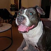 Omac participe au concours pour gagner de l'argent avec cette photo : dog, pet, portrait, sitting, indoors, happy, smiling, tongue_out, floppy_ears, short_hair, black_and_white, brindle, blue_eyes, open_mouth, blanket, living_room, furniture, flowers, table, flash_photography