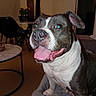 dog, pet, portrait, sitting, indoors, happy, smiling, tongue_out, floppy_ears, short_hair, black_and_white, brindle, blue_eyes, open_mouth, blanket, living_room, furniture, flowers, table, flash_photography
