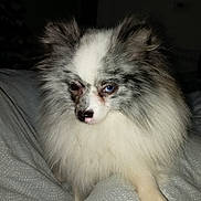 Velom a rejoint le concours — aidez-le/la à gagner de superbes lots ! dog, puppy, fluffy, long_hair, blue_eye, white_fur, gray_fur, pet, animal, portrait, indoors, bed, bedding, lying_down, sitting, front_view, close_up, flash_photography, cute, watermark