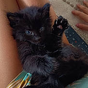 Bagherra a rejoint le concours — aidez-le/la à gagner de superbes lots ! kitten, black_cat, pet, animal, furry, cute, lap, paws, claws, person, legs, skin, skirt, pattern, indoor, cozy, relaxing, closeup, domestic_cat, resting