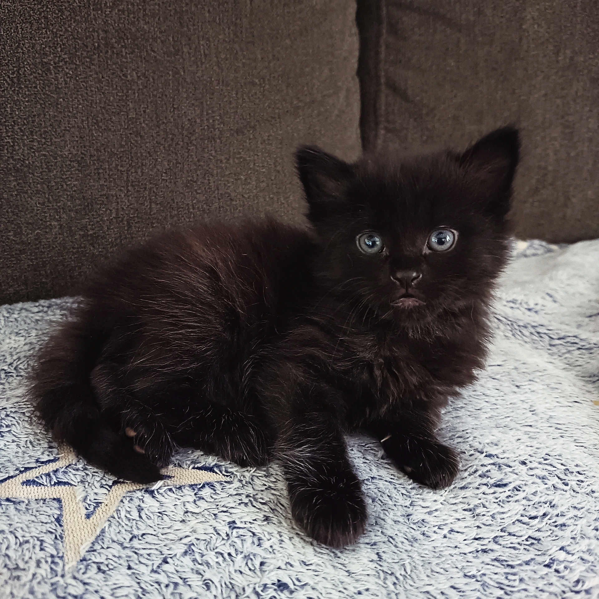 Bagherra a rejoint le concours — aidez-le/la à gagner de superbes lots ! kitten, black_cat, blue_eyes, fluffy_fur, towel, star_pattern, couch, indoor, pet, animal, cute, small, young, lying_down, fur, whiskers, curious, domestic_cat, feline, resting
