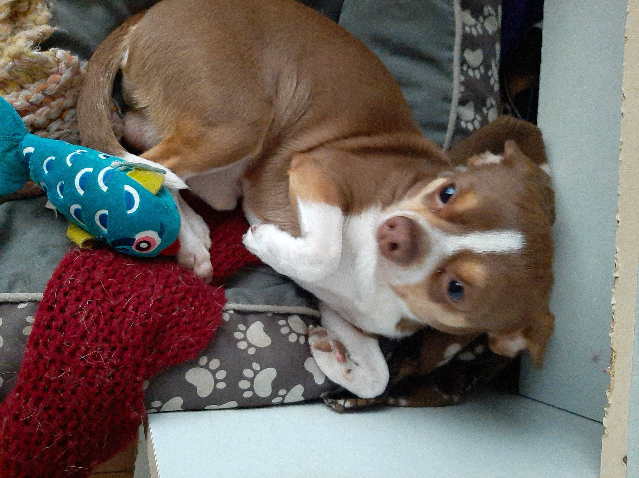 Rudy .lady participe au concours pour gagner de l'argent avec cette photo : canidae, carnivore, collar, companion_dog, dog, dog_breed, dog_supply, fawn, fur, liver, pet_supply, snout, sporting_group, stuffed_toy, tail, toy, vertebrate, whiskers, wood, working_animal