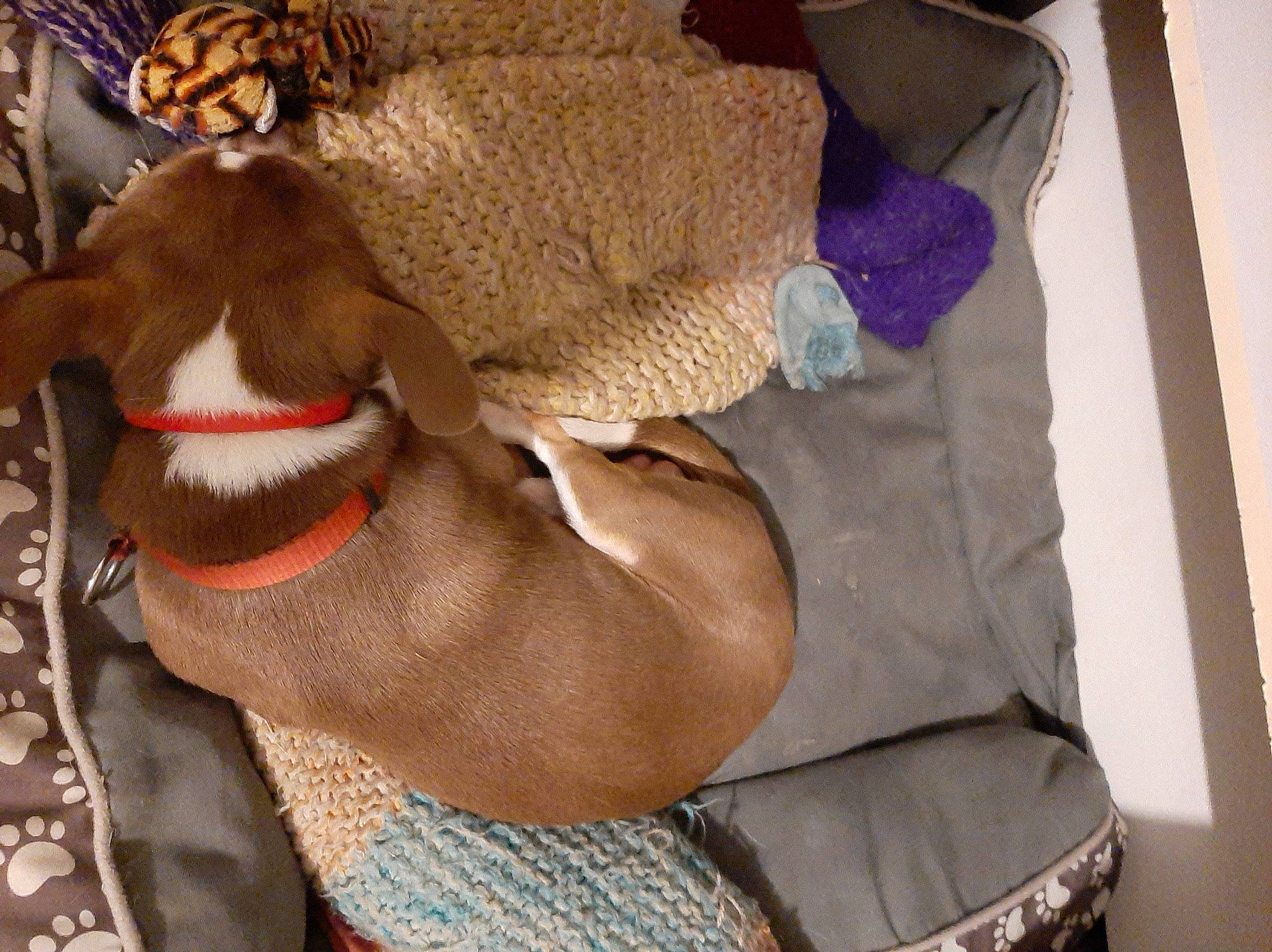 Rudy .lady participe au concours pour gagner de l'argent avec cette photo : bag, canidae, comfort, companion_dog, dog_breed, fashion_accessory, felidae, fur, human_leg, linens, magenta, pattern, plush, selfie, stuffed_toy, textile, thread, toy, wool, working_animal