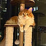 cat, orange_cat, white_cat, fluffy_cat, cat_tree, indoor, pet, animal, feline, night, window, urban, cozy, paws, looking, curious, relaxed, fur, portrait, home