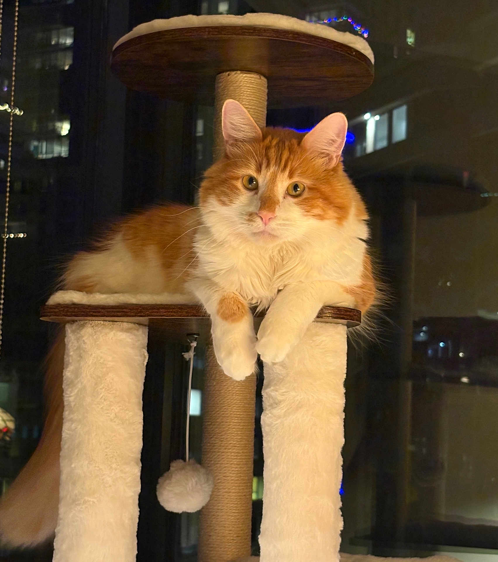 Bibi is registered to the contest to win money with this photo: cat, orange_cat, white_cat, fluffy_cat, cat_tree, indoor, pet, animal, feline, night, window, urban, cozy, paws, looking, curious, relaxed, fur, portrait, home