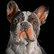 Lucky participe au concours pour gagner de l'argent avec cette photo : dog, french_bulldog, close_up, portrait, pet, animal, ears, face, fur, orange_eyes, black_background, whiskers, snout, expression, muzzle, domestic_animal, canine, looking_at_camera, studio_shot, isolated