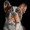 dog, french_bulldog, close_up, portrait, pet, animal, ears, face, fur, orange_eyes, black_background, whiskers, snout, expression, muzzle, domestic_animal, canine, looking_at_camera, studio_shot, isolated