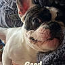 Lucky a rejoint le concours — aidez-le/la à gagner de superbes lots ! dog, french_bulldog, puppy, close_up, resting, blanket, texture, cozy, cute, pet, animal, indoor, portrait, looking, curious, snout, ear, white, black, face