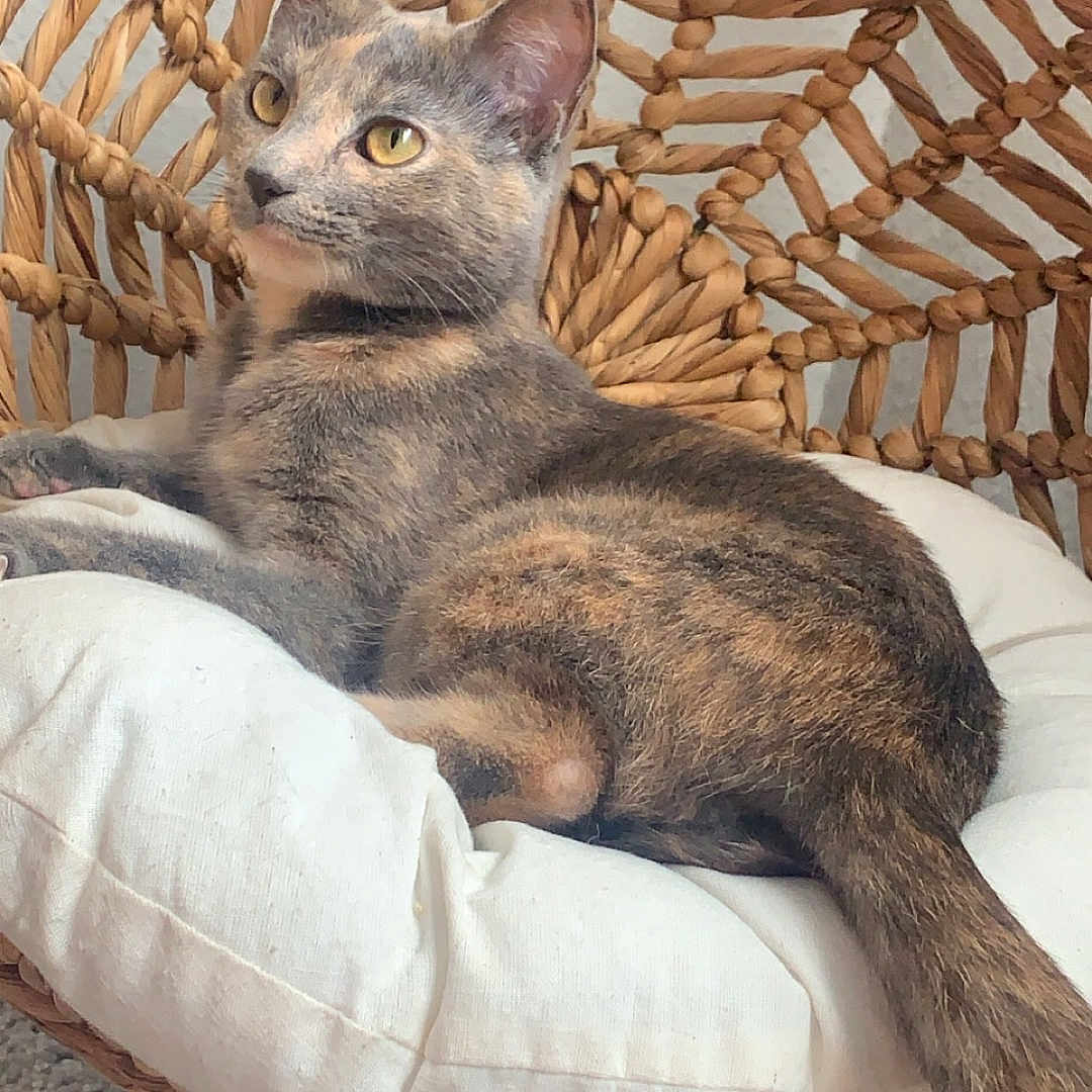Zoe Reign joined the competition — help win amazing prizes! animal, carpet, cat, chair, comfort, curious, cushion, cute, domestic_cat, feline, fur, home, indoor, pet, rattan, relaxed, resting, tail, woven, yellow_eyes