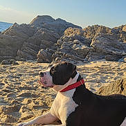 Mélinda Lefoulon a rejoint le concours — aidez-le/la à gagner de superbes lots ! dog, beach, sand, rocks, ocean, water, man, cap, jeans, collar, sunlight, sky, outdoor, relaxation, smoking, cup, pet, nature, daytime, landscape