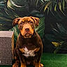 dog, puppy, brown_dog, sitting, indoor, green_carpet, tropical_leaves, plant_background, pet, cute, animal, canine, fur, ears, nose, eyes, collar, portrait, waiting, attention