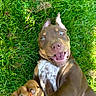 Baïko participe au concours pour gagner de l'argent avec cette photo : puppy, dog, grass, playful, happy, brown_dog, outdoor, pet, animal, canine, cute, young_dog, smiling, lying_down, nature, greenery, fun, close_up, adorable, joyful