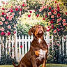 Baïko participe au concours pour gagner de l'argent avec cette photo : dog, brown_dog, sitting, white_picket_fence, roses, flower_arch, garden, outdoor, greenery, grass, nature, pet, canine, floral, summer, sunlight, cute, animal, portrait, peaceful