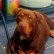 Baïko participe au concours pour gagner de l'argent avec cette photo : dog, brown_dog, pet, animal, canine, outdoor, patio, tile_floor, resting, leash, window, reflection, colorful, relaxed, looking, ears, face, snout, fur, daylight
