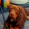 dog, brown_dog, pet, animal, canine, outdoor, patio, tile_floor, resting, leash, window, reflection, colorful, relaxed, looking, ears, face, snout, fur, daylight