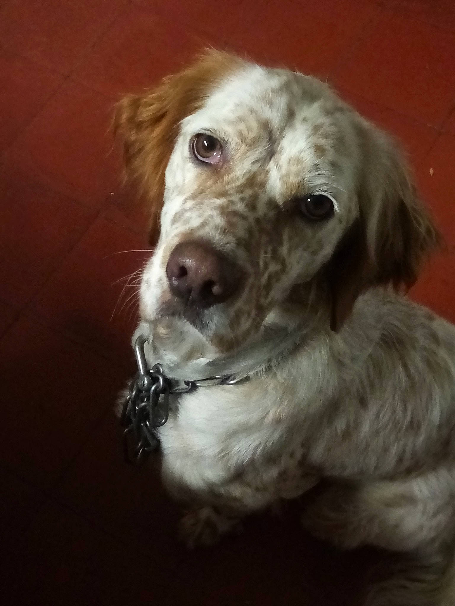 Sya a rejoint le concours — aidez-le/la à gagner de superbes lots ! canidae, carnivore, circle, companion_dog, dog, dog_breed, dog_collar, ear, fur, gun_dog, liver, snout, sporting_group, whiskers, working_animal