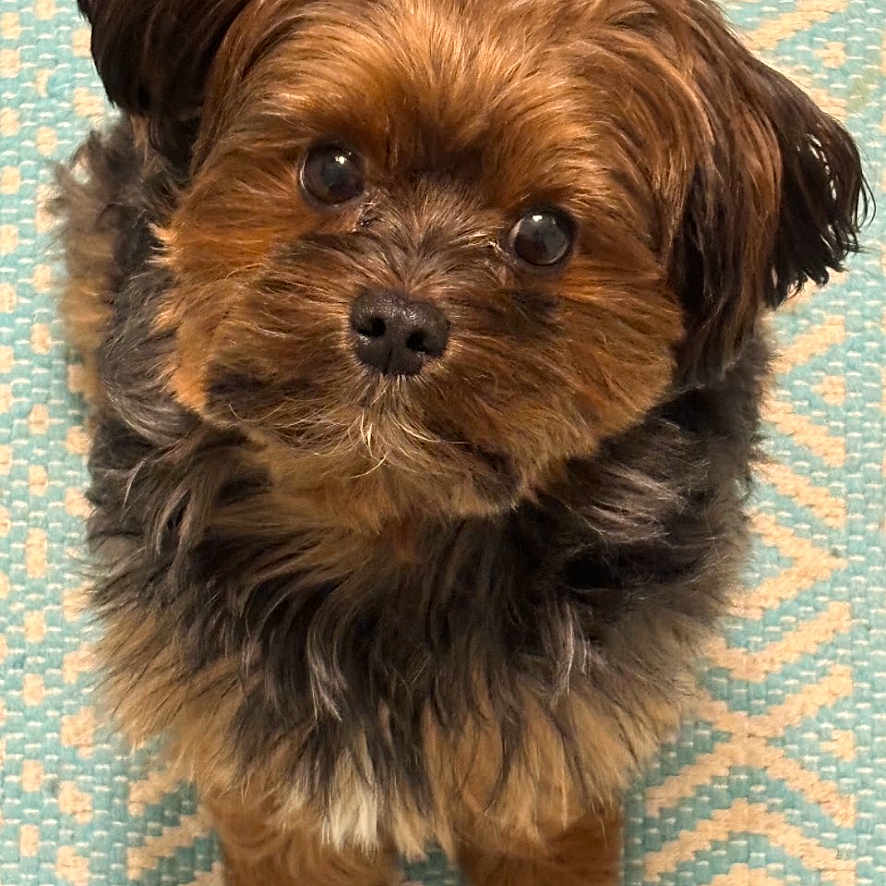 Lil John Gotti is registered to the contest to win money with this photo: affenpinscher, animal, canine, cockerspaniel, dog, pet, poodle, puppy, terrier, whitedog