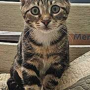 Zero joined the competition — help win amazing prizes! cat, kitten, tabby, pet, animal, feline, cute, whiskers, paws, indoor, quilt, fur, ears, eyes, portrait, sitting, young, domestic, closeup, curious