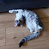 Bounti a rejoint le concours — aidez-le/la à gagner de superbes lots ! cat, fluffy, lying_down, upside_down, wooden_floor, stretching_paw, curious, playful, indoor, domestic, pet, feline, striped_tail, relaxed, cozy, fur, ears, whiskers, couch, floor