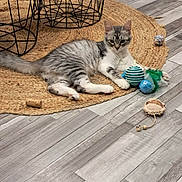 Bounti participe au concours pour gagner de l'argent avec cette photo : cat, gray_cat, white_cat, cat_toys, rug, woven_rug, wooden_floor, flooring, indoor, pet, animal, feline, playful, resting, curious, table, wire_frame, modern_furniture, cork, home_interior