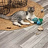 cat, gray_cat, white_cat, cat_toys, rug, woven_rug, wooden_floor, flooring, indoor, pet, animal, feline, playful, resting, curious, table, wire_frame, modern_furniture, cork, home_interior