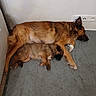 Belle participe au concours pour gagner de l'argent avec cette photo : dog, puppy, sleeping, carpet, indoor, wall, power_outlet, resting, animal, pet, cozy, brown_fur, snuggling, companion, domestic, cute, peaceful, laying_down, floor, relaxing