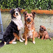Belle a rejoint le concours — aidez-le/la à gagner de superbes lots ! dog, puppy, sitting, outdoor, grass, fence, leafy, pet, animal, brown_dog, black_dog, tricolor_dog, portrait, cute, fur, canine, three_dogs, nature, garden, companion