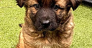 Belle participe au concours pour gagner de l'argent avec cette photo : puppy, dog, brown_fur, grass, outdoor, cute, pet, animal, sitting, young, fluffy, adorable, canine, portrait, nature, small, eyes, face, fur, paw