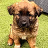 puppy, dog, brown_fur, grass, outdoor, cute, pet, animal, sitting, young, fluffy, adorable, canine, portrait, nature, small, eyes, face, fur, paw