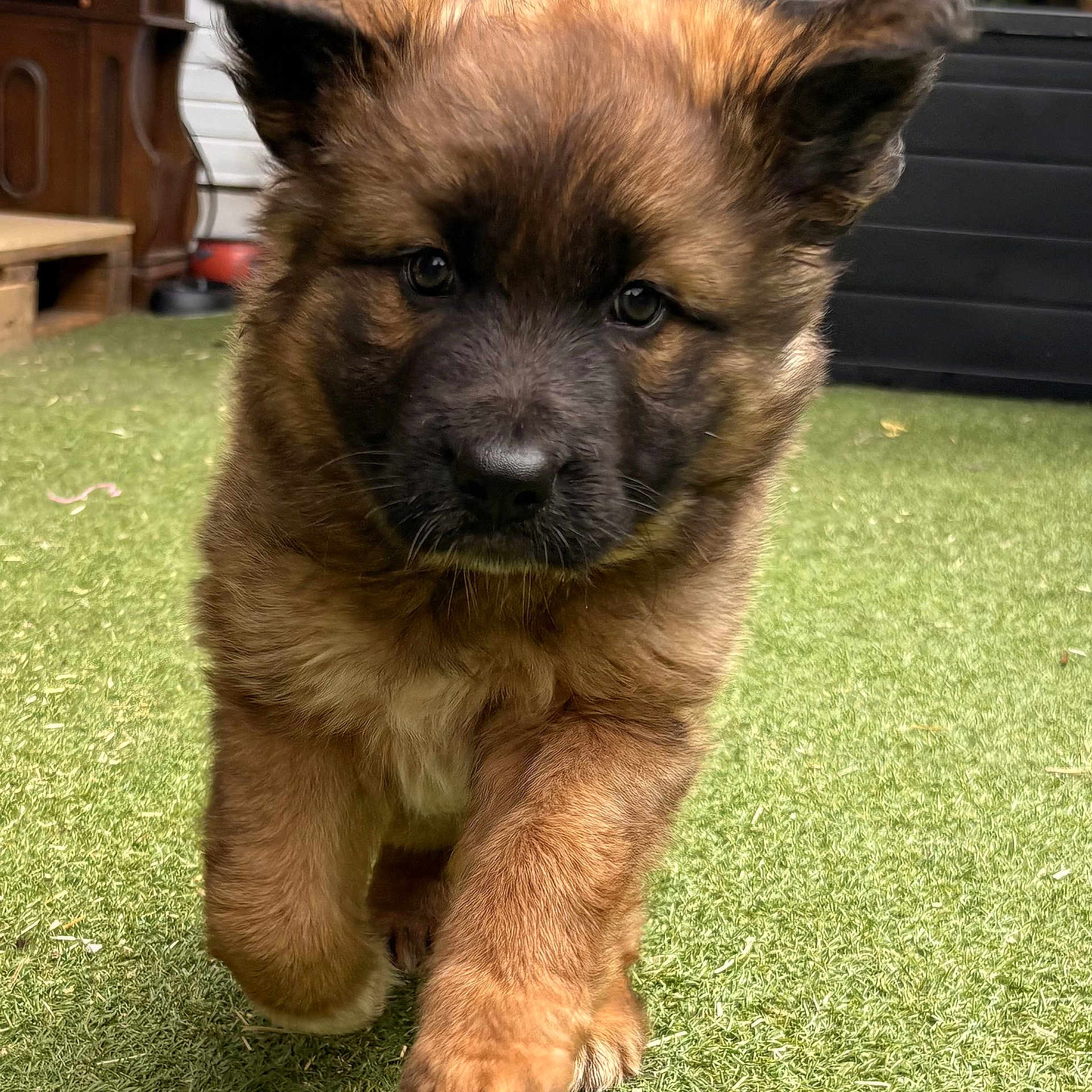 Belle participe au concours pour gagner de l'argent avec cette photo : puppy, dog, grass, ears, brown_fur, outdoor, pet, cute, animal, young, walking, greenery, garden, backyard, fur, canine, nature, adorable, playful, closeup