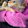 Lily a rejoint le concours — aidez-le/la à gagner de superbes lots ! kitten, cat, blue_eyes, fur, whiskers, pink_sweater, cozy, sunlight, close_up, cute, pet, animal, domestic_cat, resting, soft_fur, curious, portrait, feline, indoor, warm