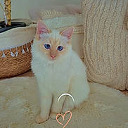 Lily a rejoint le concours — aidez-le/la à gagner de superbes lots ! cat, blue_eyes, fluffy, white_cat, indoor, cozy, pillow, rug, basket, plant, cute, pet, feline, sitting, soft_texture, home_decor, relaxed, adorable, heart_overlay, domestic_animal