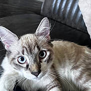 Alfa participe au concours pour gagner de l'argent avec cette photo : cat, kitten, pet, animal, fluffy, fur, whiskers, ears, eyes, blue_eyes, portrait, close_up, indoors, couch, sofa, relaxed, lying_down, cream_fur, tabby, photography