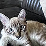 cat, kitten, pet, animal, fluffy, fur, whiskers, ears, eyes, blue_eyes, portrait, close_up, indoors, couch, sofa, relaxed, lying_down, cream_fur, tabby, photography