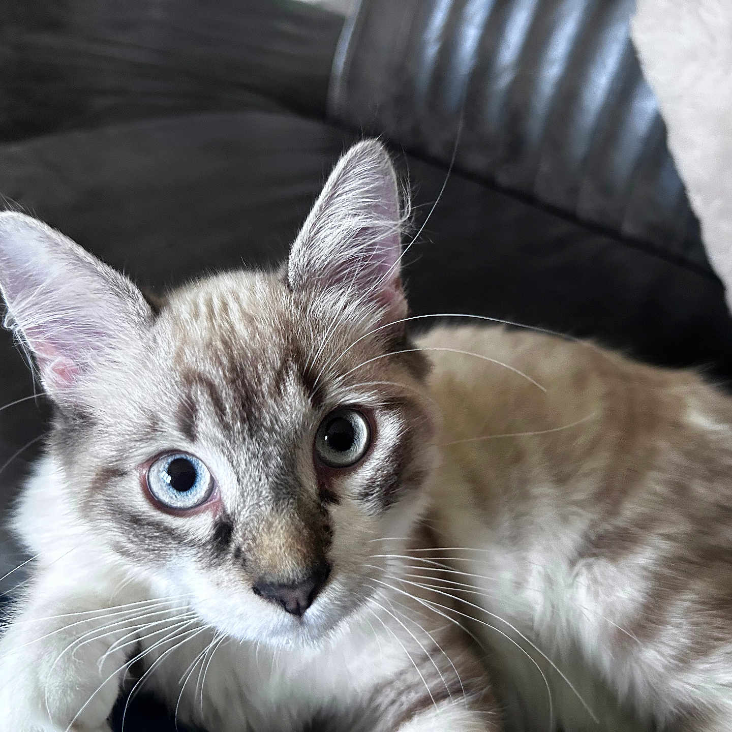 Alfa participe au concours pour gagner de l'argent avec cette photo : cat, kitten, pet, animal, fluffy, fur, whiskers, ears, eyes, blue_eyes, portrait, close_up, indoors, couch, sofa, relaxed, lying_down, cream_fur, tabby, photography