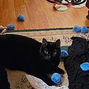 Vader is registered to the contest to win money with this photo: black_cat, blue_toys, carpet, cat, clothing, cozy, eyes, floor, fur, hardwood_floor, indoor, messy_room, pet, playful, pom_poms, rug, shirt, slippers, toy_mouse, whiskers