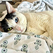 Willow joined the competition — help win amazing prizes! animal, bed, black_markings, blanket, blue_eye, cat, close_up, cute, ears, feline, floral_pattern, green_eye, heterochromia, indoor, lying_down, nose, pet, relaxed, whiskers, white_fur