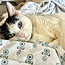animal, bed, black_markings, blanket, blue_eye, cat, close_up, cute, ears, feline, floral_pattern, green_eye, heterochromia, indoor, lying_down, nose, pet, relaxed, whiskers, white_fur