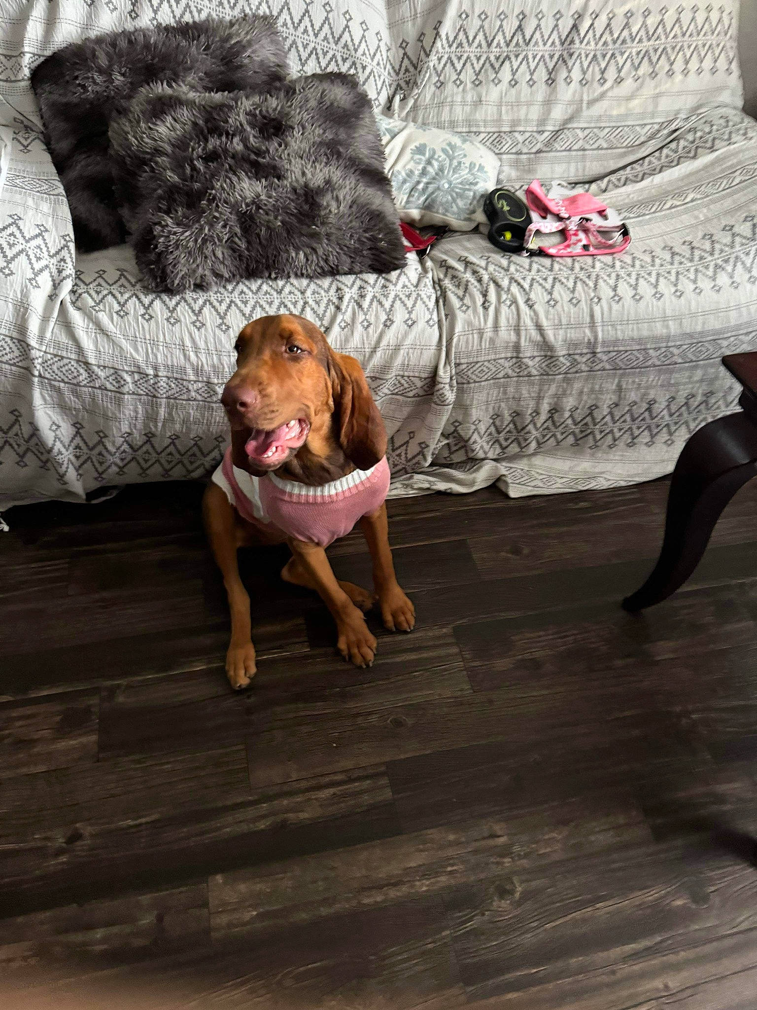 Halos joined the competition — help win amazing prizes! barefoot, bedding, canidae, carnivore, comfort, companion_dog, couch, dog_breed, fawn, floor, flooring, foot, hardwood, human_leg, linens, pillow, sitting, sporting_group, throw_pillow, wood