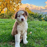 Aiko a rejoint le concours — aidez-le/la à gagner de superbes lots ! puppy, dog, grass, outdoor, nature, autumn, tree, clouds, sky, greenery, cute, fluffy, young, animal, pet, sitting, blue_eyes, fur, calm, landscape