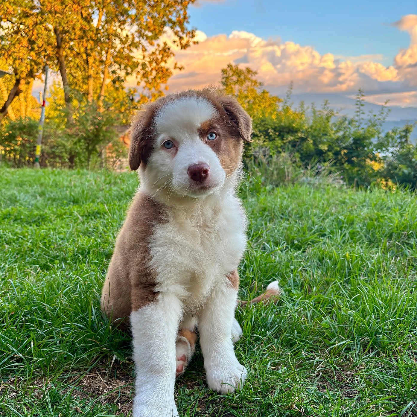 Aiko a rejoint le concours — aidez-le/la à gagner de superbes lots ! animal, autumn, blue_eyes, calm, clouds, cute, dog, fluffy, fur, grass, greenery, landscape, nature, outdoor, pet, puppy, sitting, sky, tree, young