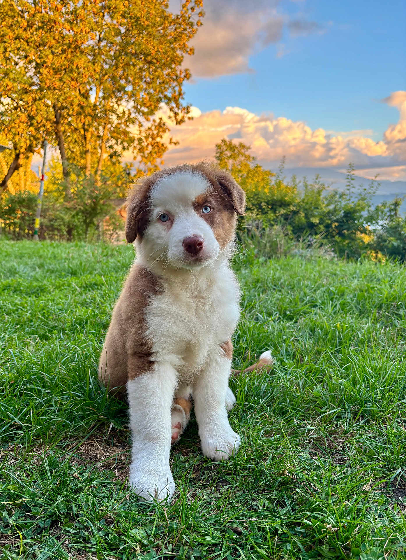 Aiko a rejoint le concours — aidez-le/la à gagner de superbes lots ! puppy, dog, grass, outdoor, nature, autumn, tree, clouds, sky, greenery, cute, fluffy, young, animal, pet, sitting, blue_eyes, fur, calm, landscape