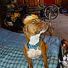 dog, pit_bull, brown_dog, white_chest, sombrero, hat, blue_collar, collar, sitting, bed, plaid_blanket, garage, workshop, tools, air_compressor, tires, bicycle_wheel, indoor, pet_portrait, funny_costume