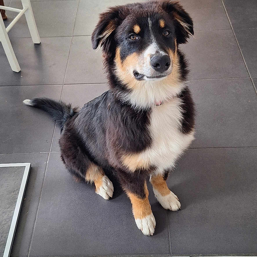 Brio a rejoint le concours — aidez-le/la à gagner de superbes lots ! dog, puppy, tricolor, black_and_white, brown, sitting, portrait, face, happy, alert, indoors, home, floor, tiles, couch, blanket, table, furniture, pet, photography