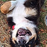 Brio a rejoint le concours — aidez-le/la à gagner de superbes lots ! dog, puppy, pet, animal, upside_down, lying_down, belly_up, smiling, open_mouth, teeth, floppy_ears, black_and_white, brown_fur, grass, outdoor, human_hand, paw, funny, portrait, close_up