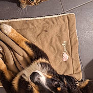 Brio a rejoint le concours — aidez-le/la à gagner de superbes lots ! cat, dog, pet, animal, indoor, tile_floor, blanket, brown_cat, black_dog, mixed_breed_dog, tabby, fluffy, lying_down, looking_up, portrait, companionship, home, cozy, adorable, photography